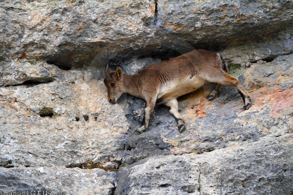 Cabra montesa (Capra pyrenaica)